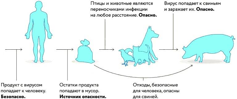 chum-7 Лица, ведущие личные подсобные хозяйства, в которых имеются свиньи, обязаны соблюдать следующие правила: