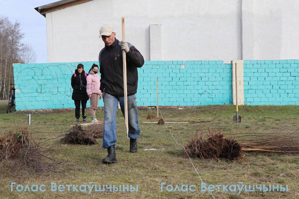 1-1024x683 Сегодня ветковчане в ходе Единого дня озеленения посадили в райцентре берёзовую аллею