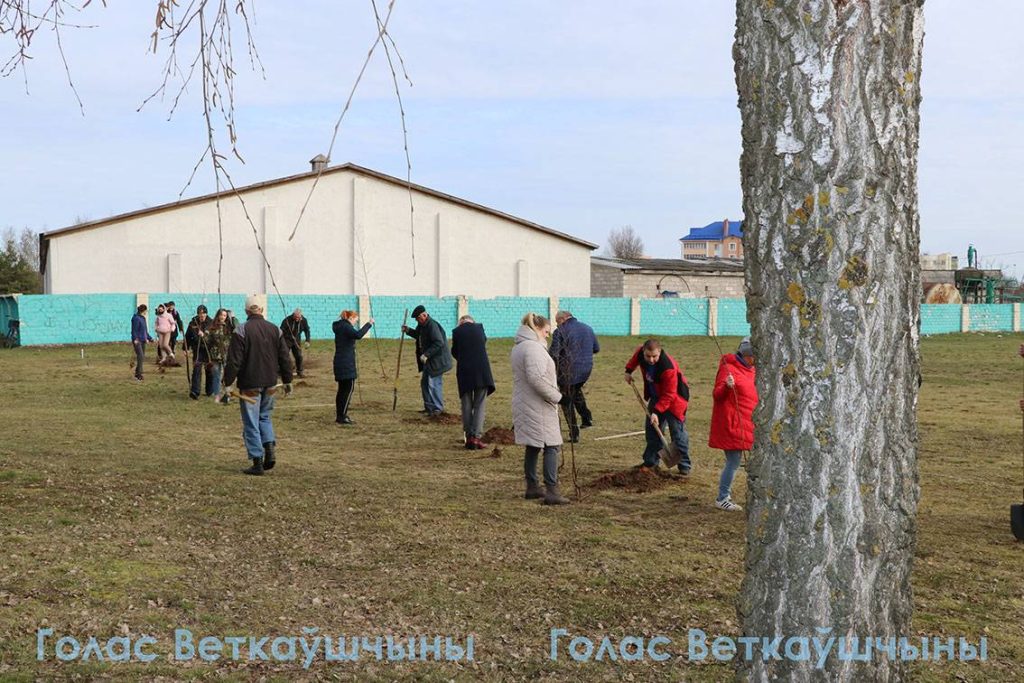 14-1024x683 Сегодня ветковчане в ходе Единого дня озеленения посадили в райцентре берёзовую аллею