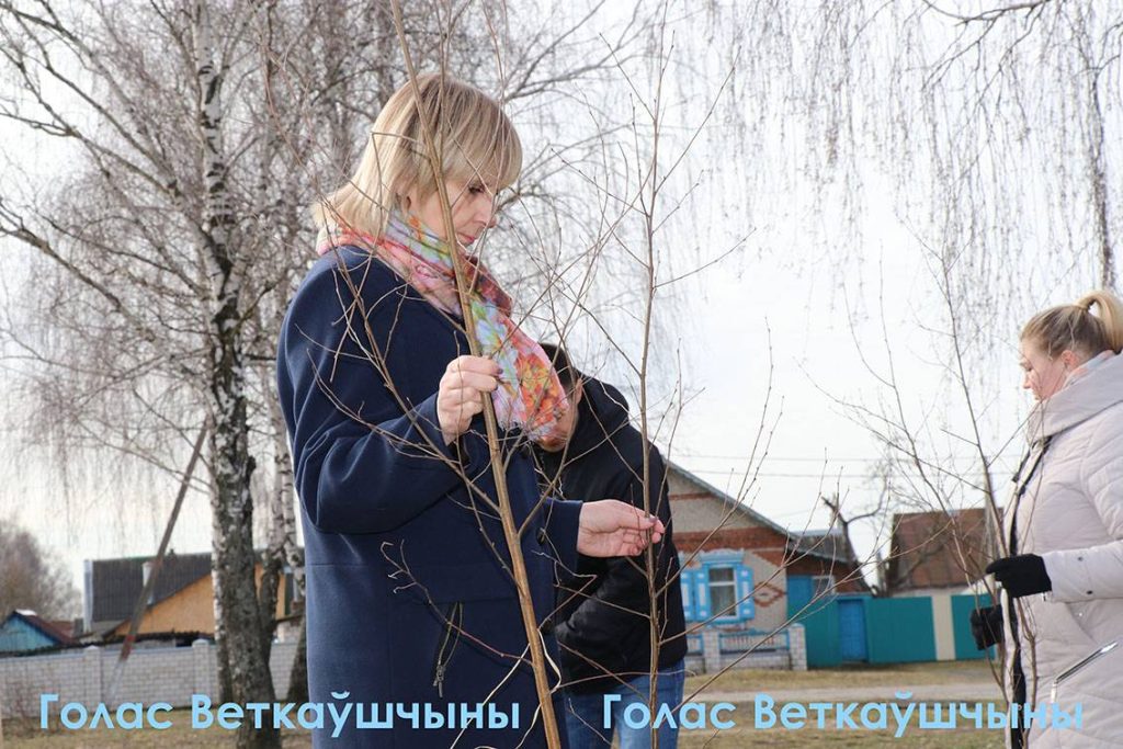 6-1024x683 Сегодня ветковчане в ходе Единого дня озеленения посадили в райцентре берёзовую аллею