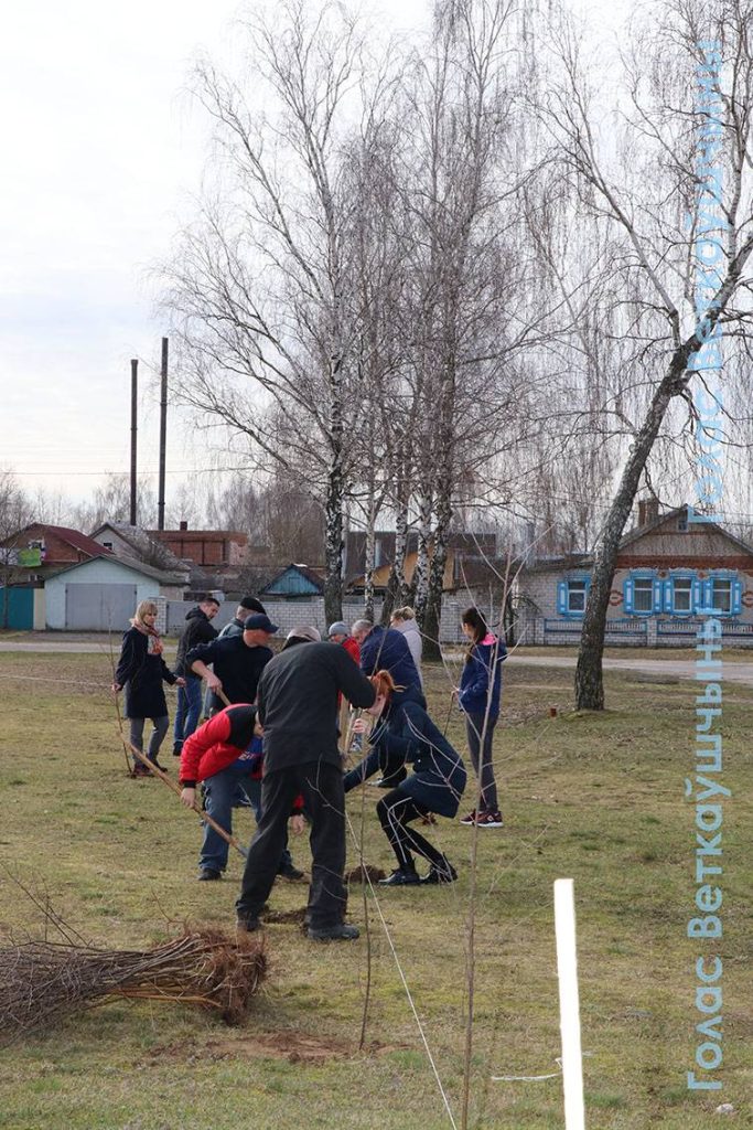 9-683x1024 Сегодня ветковчане в ходе Единого дня озеленения посадили в райцентре берёзовую аллею