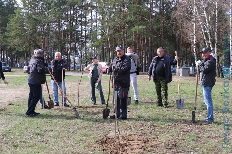 vetkovski_raion_ispolkom_17_04-5 Работники Ветковского районного исполнительного комитета в ходе субботника продолжили посадку деревьев в городе