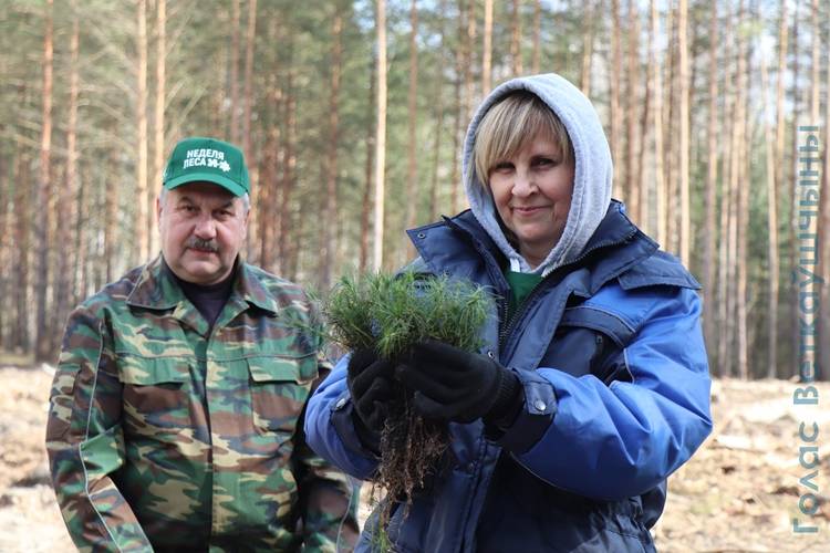 vetkovski_raion_les_09_04-3 Неделя леса в Ветковском районе продолжается. Сегодня на лесопосадке работали коллектив райисполкома, депутаты районного Совета во главе с его председателем В. И. Масейковым, профсоюзы и лидер молодёжного движения