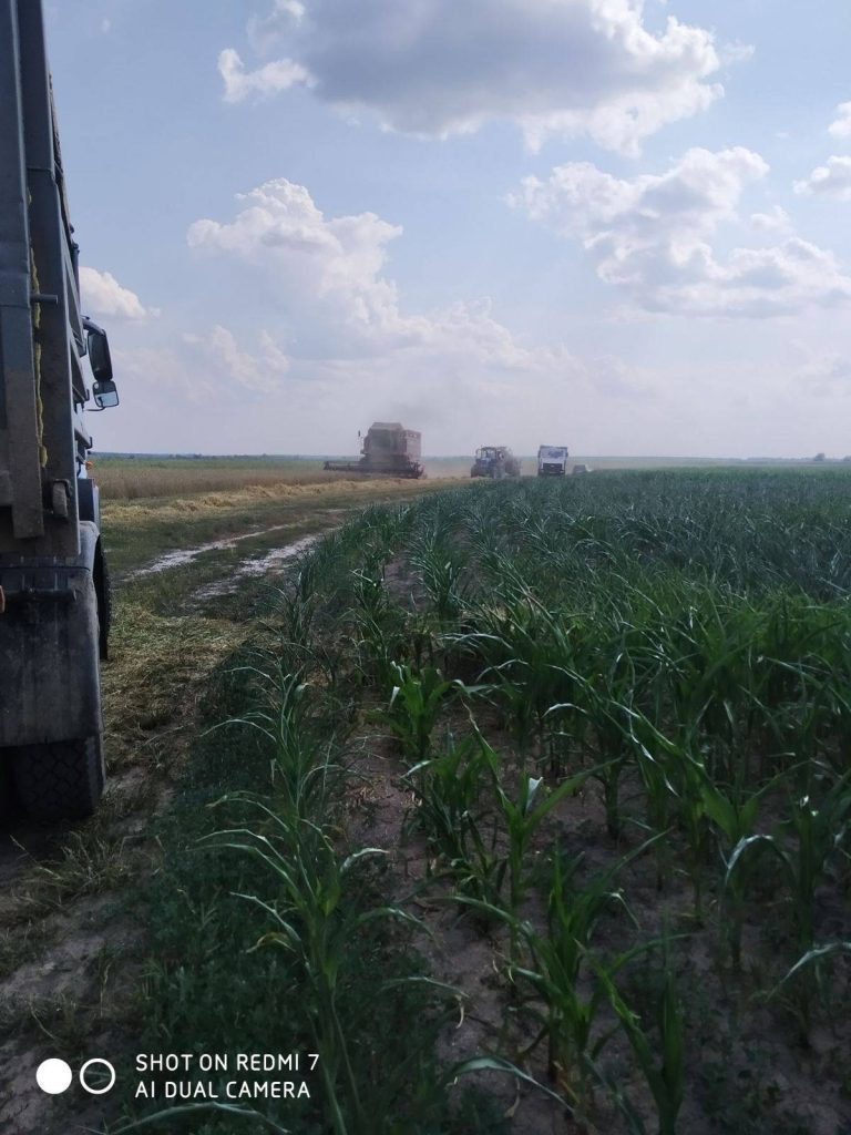 img-010b9aef4b4760a3e9e4131584d56bd4-v-768x1024 ЖАТВА В РЕАЛЬНОМ ВРЕМЕНИ. 26 июля.