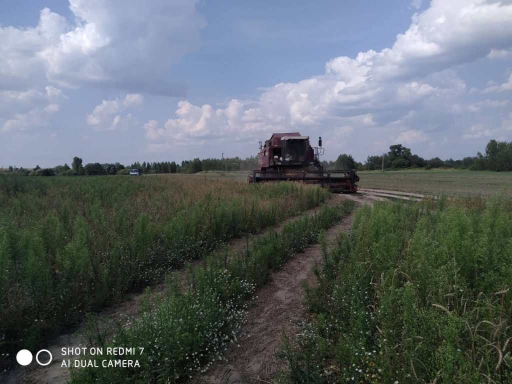 img-06fdcf03cf660f1d59d7eef5b8329a9f-v-1024x768 ЖАТВА В РЕАЛЬНОМ ВРЕМЕНИ. 26 июля.