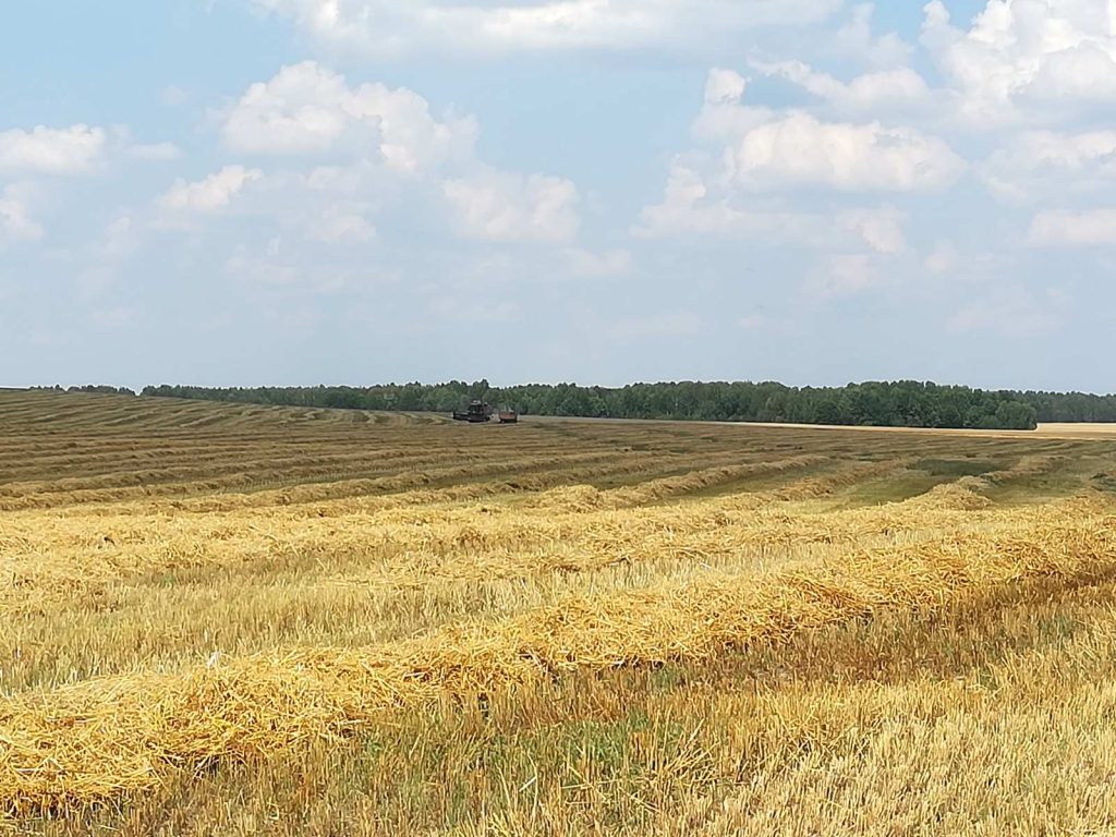 img-542f8f34cae13121ca22ae5abc5e68f6-v-1024x768 ЖАТВА В РЕАЛЬНОМ ВРЕМЕНИ. 28 июля