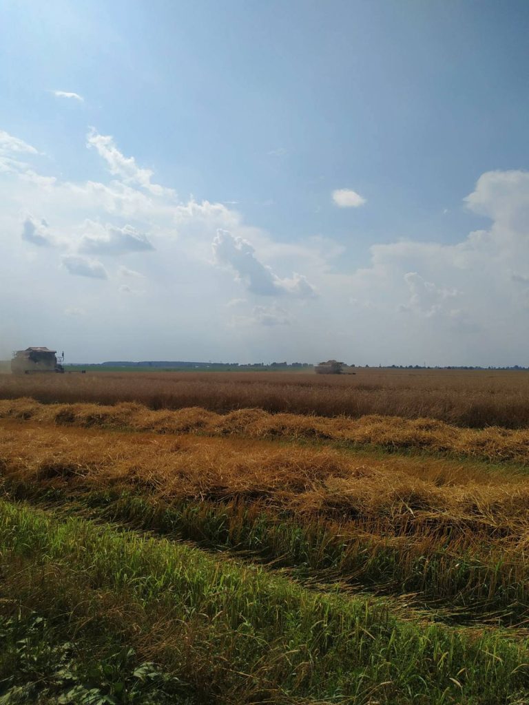 img-844c677707d995ba50bf599d0e772dc8-v-768x1024 ЖАТВА В РЕАЛЬНОМ ВРЕМЕНИ. 28 июля