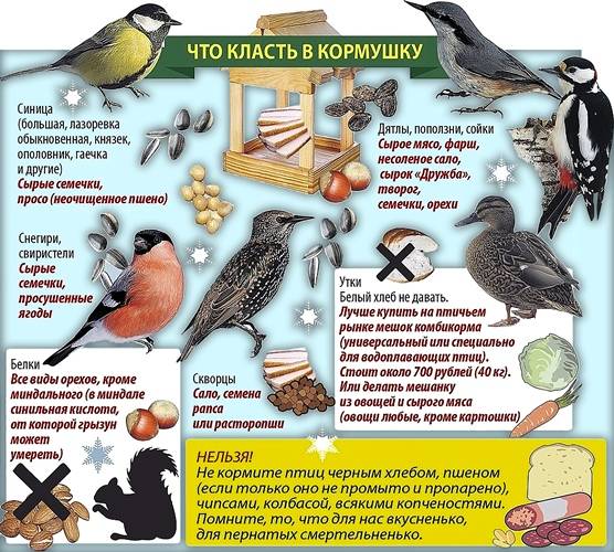 img_4302 Помогаем пернатым друзьям зимовать