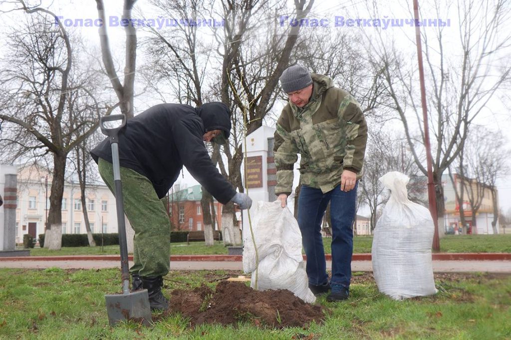 img_1136-1024x683 В Год исторической памяти на Аллее героев на Красной площади появилась ещё одна аллея - кленовая. Первое дерево посадили глава района Павел Силивончик и глава депутатского корпуса Виктор Масейков
