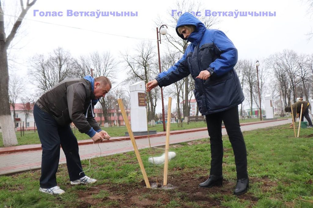 img_1147-1024x683 В Год исторической памяти на Аллее героев на Красной площади появилась ещё одна аллея - кленовая. Первое дерево посадили глава района Павел Силивончик и глава депутатского корпуса Виктор Масейков