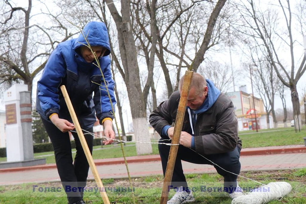 img_1160-1024x683 В Год исторической памяти на Аллее героев на Красной площади появилась ещё одна аллея - кленовая. Первое дерево посадили глава района Павел Силивончик и глава депутатского корпуса Виктор Масейков