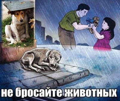sobaka_03 Решить проблему бездомных животных одни коммунальники не в силах!