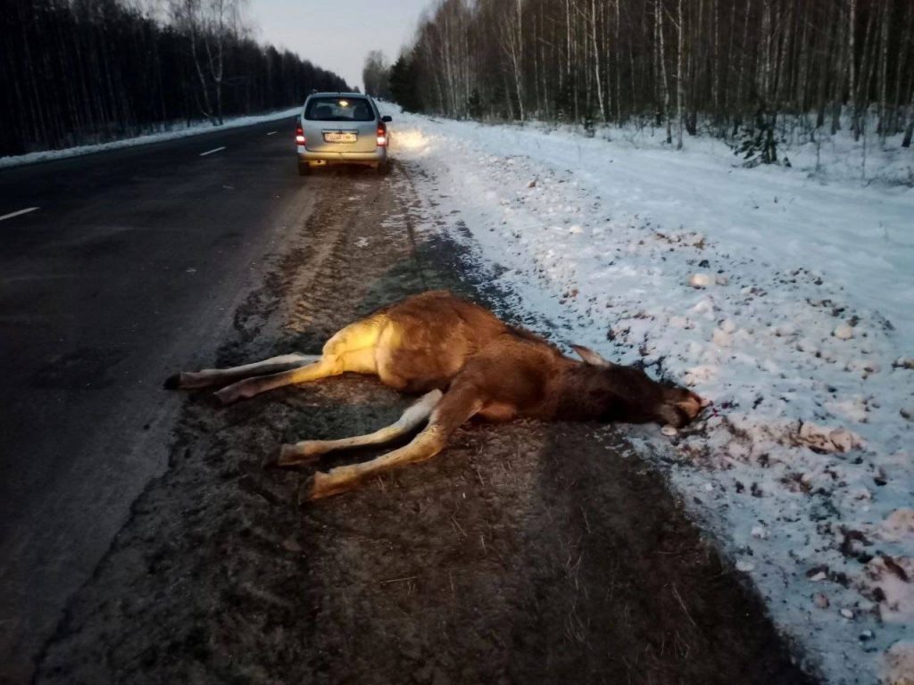 41a1680e-31d0-4695-858c-b4dfb438254f-1024x768 Дикий лось стал причиной аварии