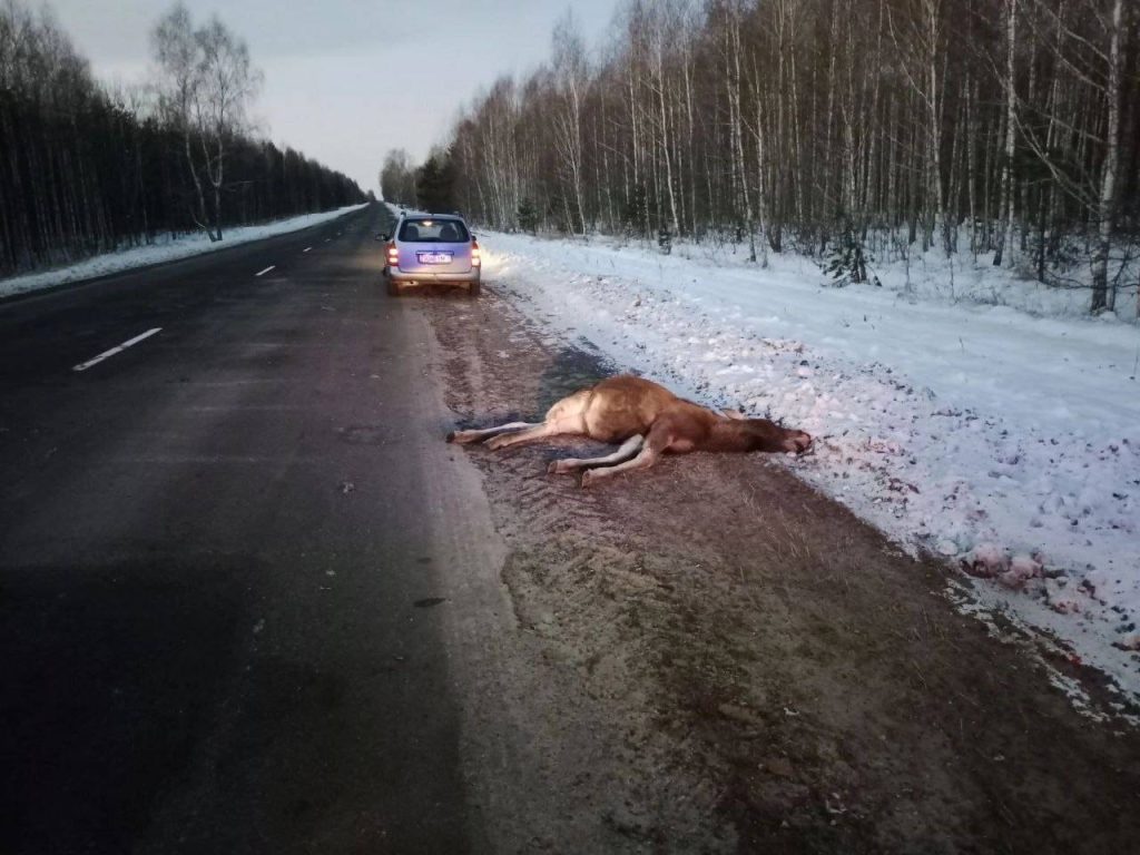 photo1670306652-1024x768 Дикий лось стал причиной аварии