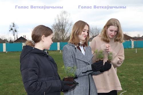 vetkovski_raion_les-1-3 Гимназисты посадили бор