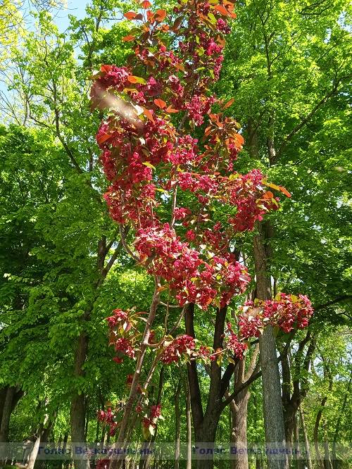 img_20230513_115152_1 Красота не знает границ