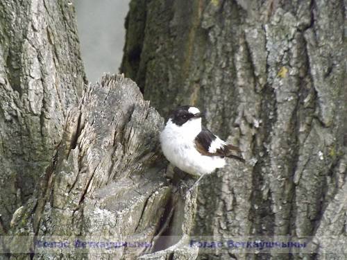 dscf0035 Маму нужно слушать — мушек нужно кушать