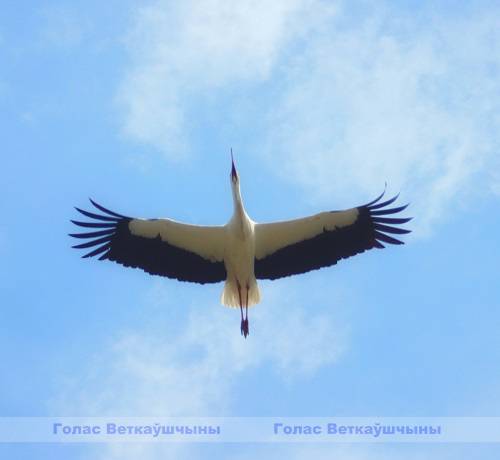 img_aist Маму нужно слушать — мушек нужно кушать