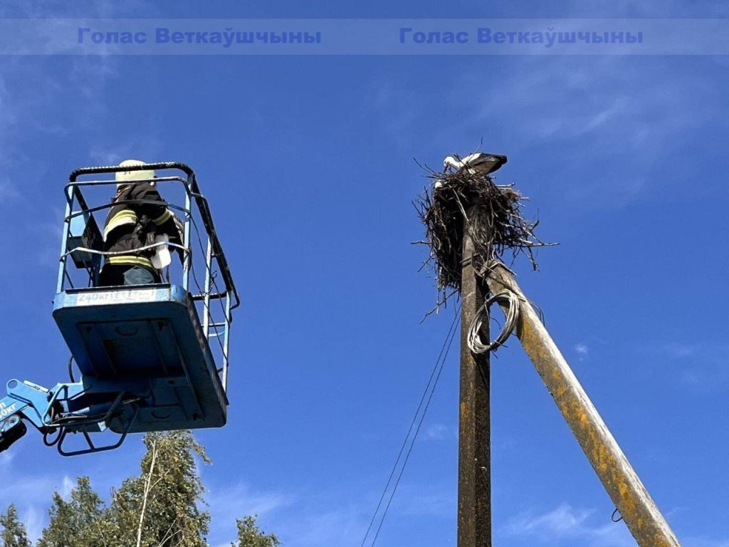 vetka_vetkovskij_rajon_aist-1-4-1024x768 В Ветке прошла операция по спасению аиста