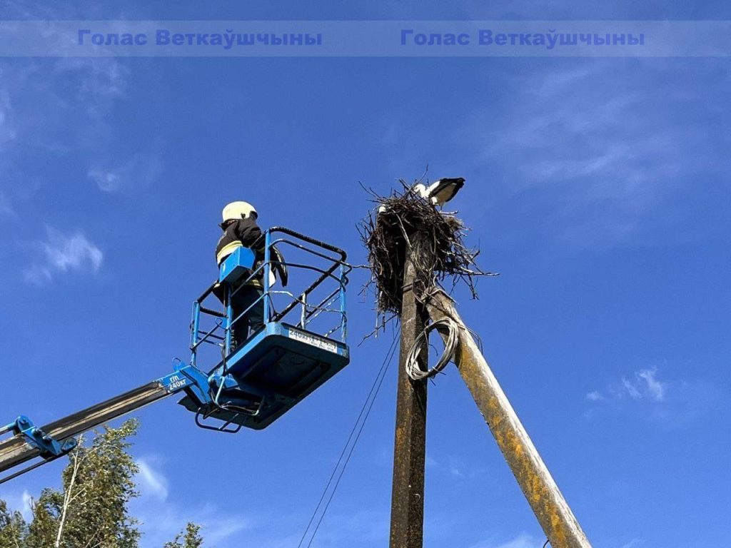 vetka_vetkovskij_rajon_aist-1-5-1024x768 В Ветке прошла операция по спасению аиста