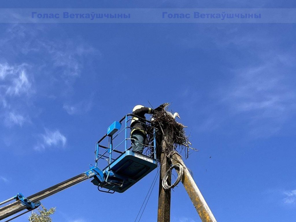 vetka_vetkovskij_rajon_aist-1-7-1024x768 В Ветке прошла операция по спасению аиста