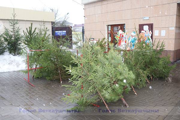 vetka_vetkovskij_rajon_elj-1-4 В Ветке открылся ёлочный базар