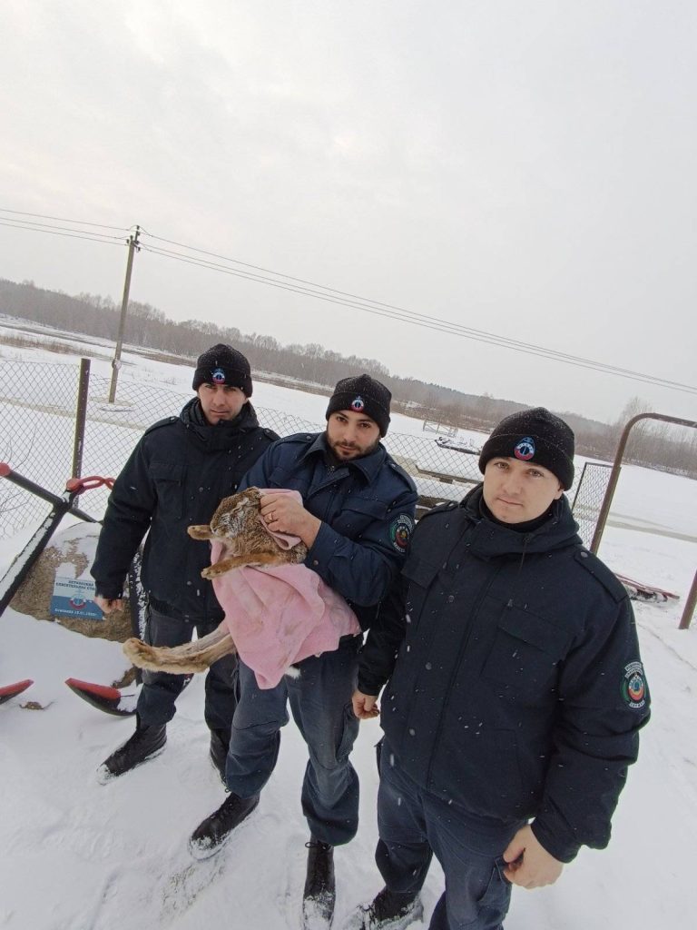 img-ee36e908efce9e356039893dd7c520e5-v-768x1024 Ветковское спасатели пришли на помощь зайцу