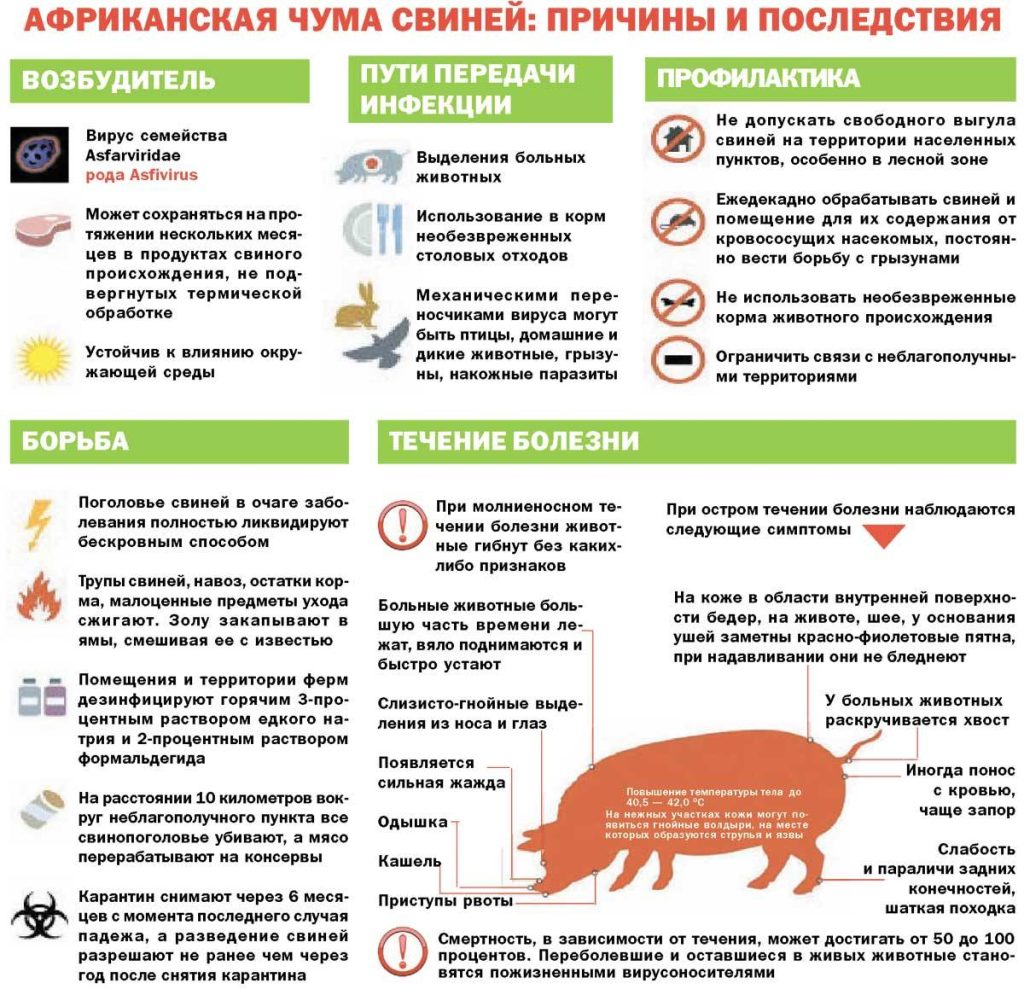 achs-foto-1024x989 Африканская чума свиней: причины и последствия
