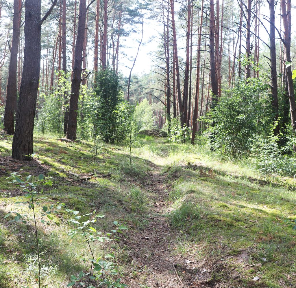 дорога-1024x995 Трагичная находка в урочище Шубино