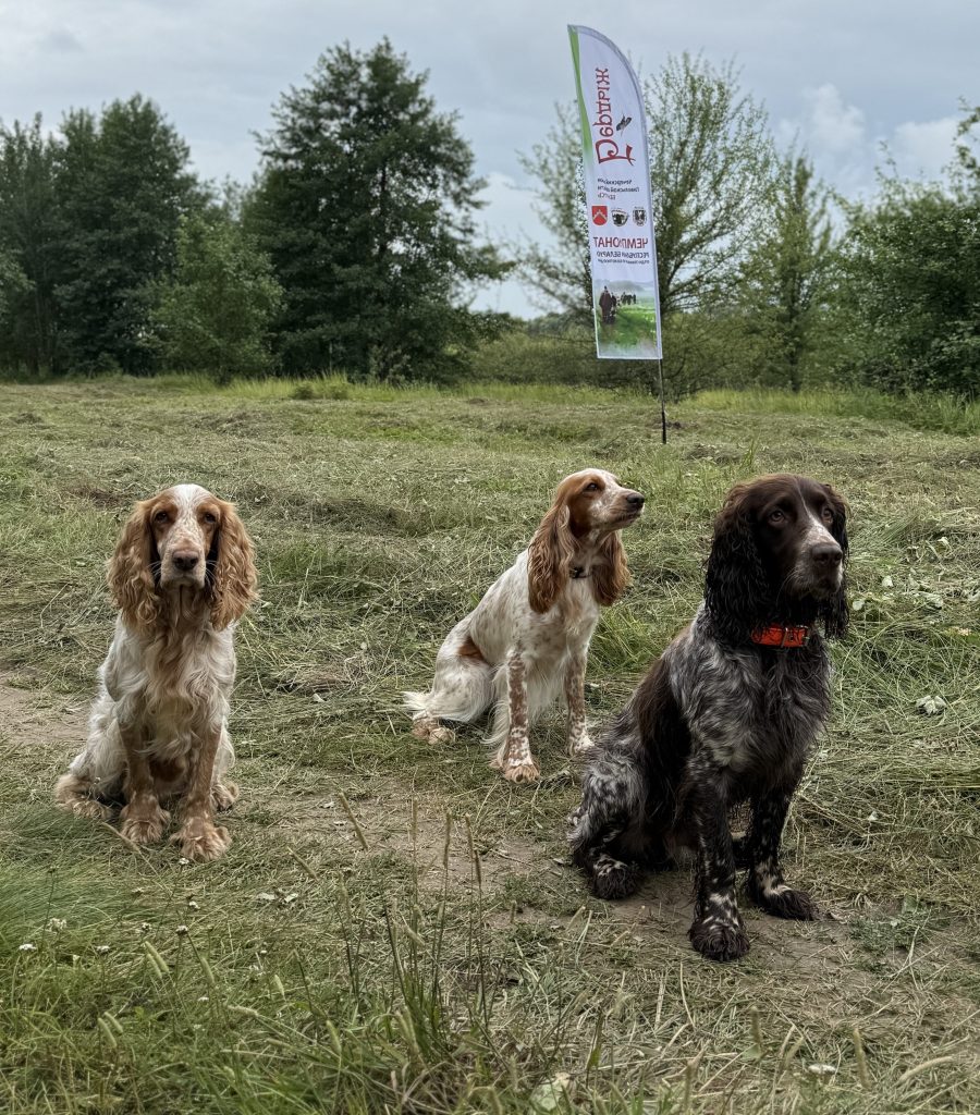 2025-07-22-13-44-58-88-900x1024 Чемпионат спаниелей «Бердыж-2025» определил полевого чемпиона Республики Беларусь