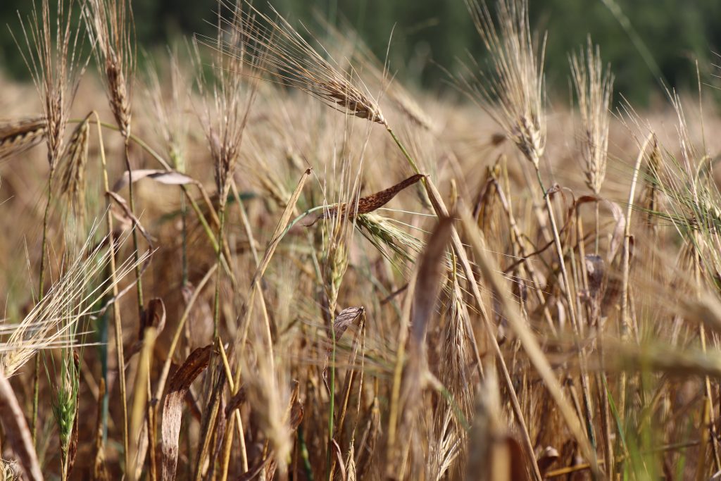 IMG_3463-1024x683  От первых колосьев: как в ОАО «Немки» вышли на жатву