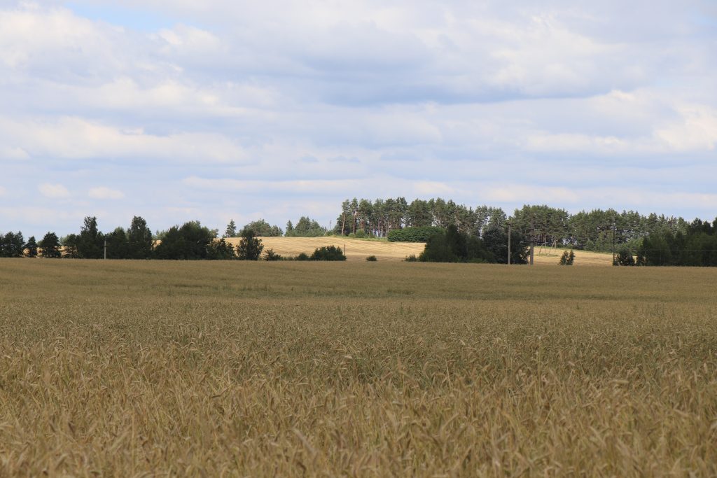 IMG_3638-1024x683 Чемерня у Каменной Горы