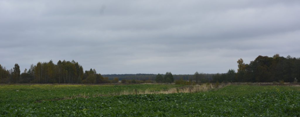 dsc3567-1024x399 Переселенцы Чистых Луж