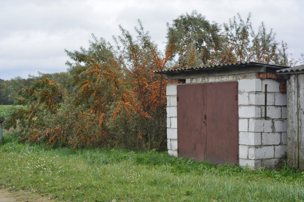 dsc3574-1024x682 Переселенцы Чистых Луж