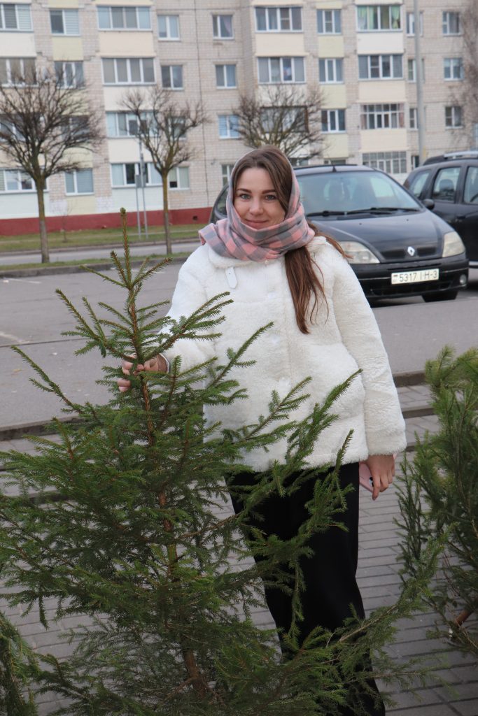 img_6970-683x1024 В Ветке начал работу предновогодний елочный базар