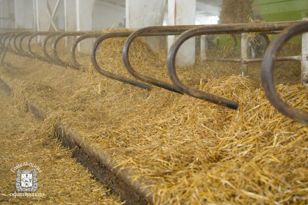 photo_2026-01-12_14-02-11-3-1024x682 Как поддерживать удои зимой: в Ветковском районе поделились опытом кормления КРС в морозы