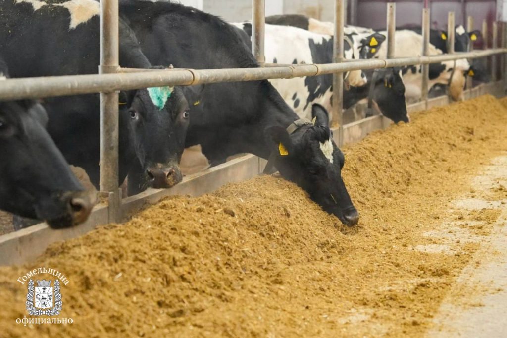 photo_2026-01-12_14-02-11-6-1024x682 Как поддерживать удои зимой: в Ветковском районе поделились опытом кормления КРС в морозы