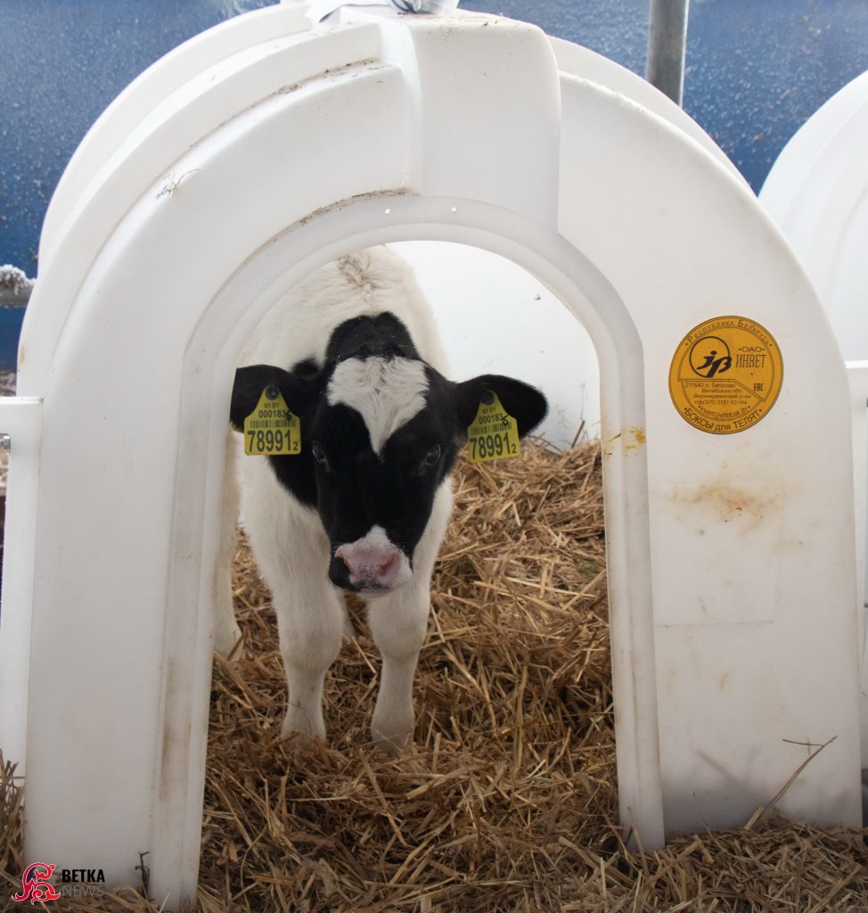 img_8300-974x1024 Телята укрыты от морозов