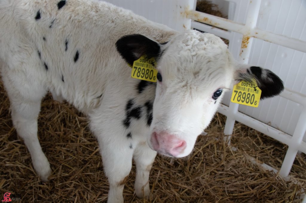 img_8304-1024x682 Телята укрыты от морозов