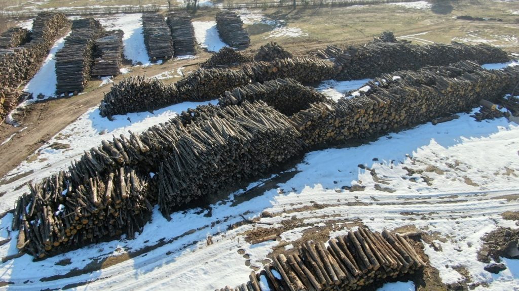 risunok1-1024x575 В Гомельской области выявлены многочисленные факты порчи заготовленной древесины