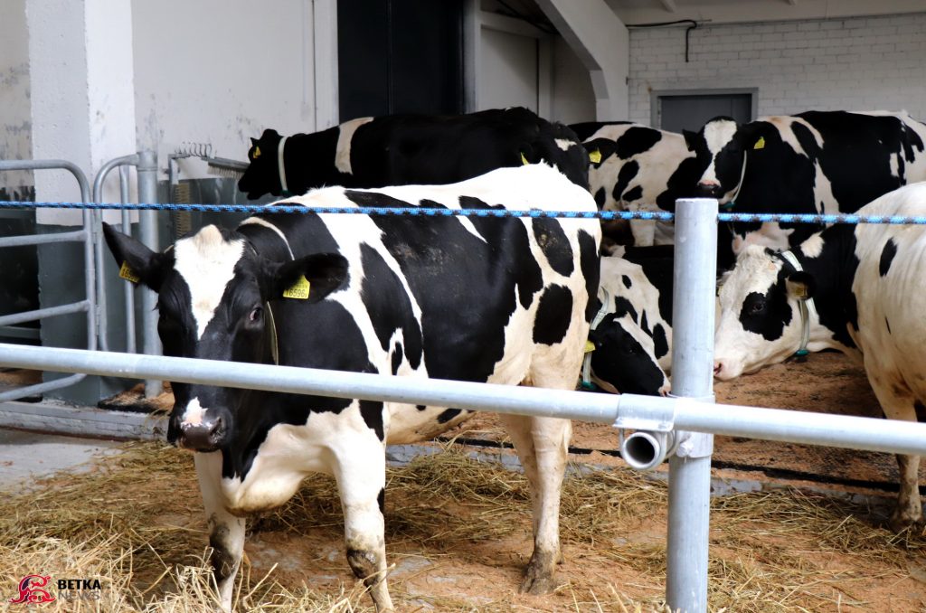 dan25-1024x678 В Даниловичах открыли иновационную молочно-товарную ферму на 1000 голов КРС