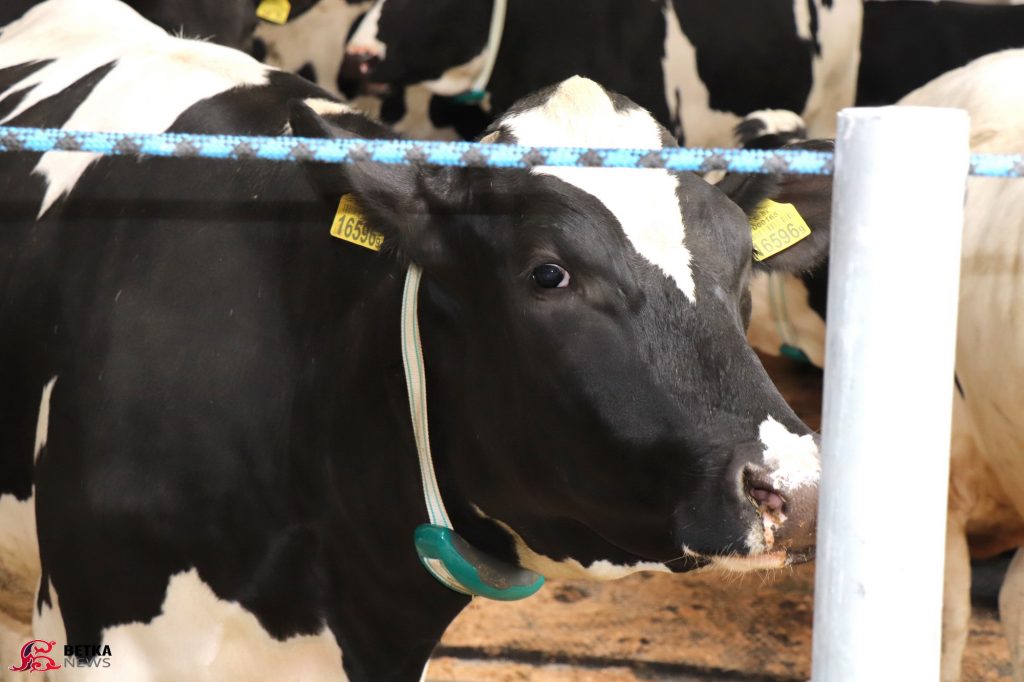 dan26-1024x682 В Даниловичах открыли иновационную молочно-товарную ферму на 1000 голов КРС