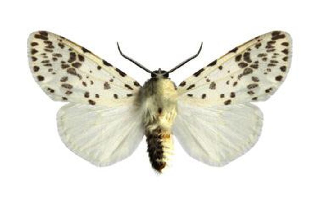 1280px-hyphantria_cunea_male-1024x636 Как бороться с американской белой бабочкой